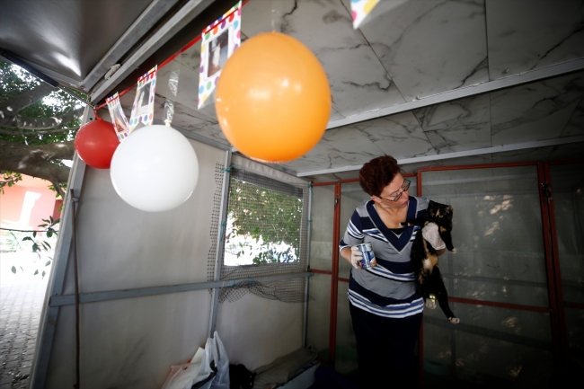 Sokak kedilerine karavandan yuva yaptılar